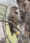 Northern Flicker